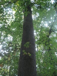 contes à petits pas 2018 - arbre