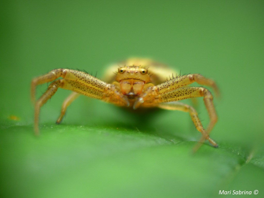 Cette image a un attribut alt vide ; le nom du fichier est xysticus-sp_.jpg