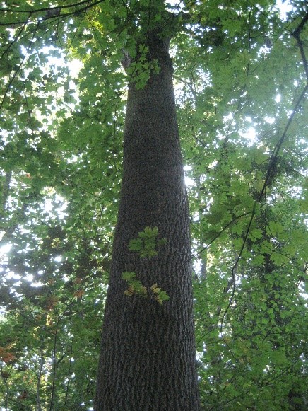 Cette image a un attribut alt vide ; le nom du fichier est contes-a-petits-pas-2018-arbre.jpg